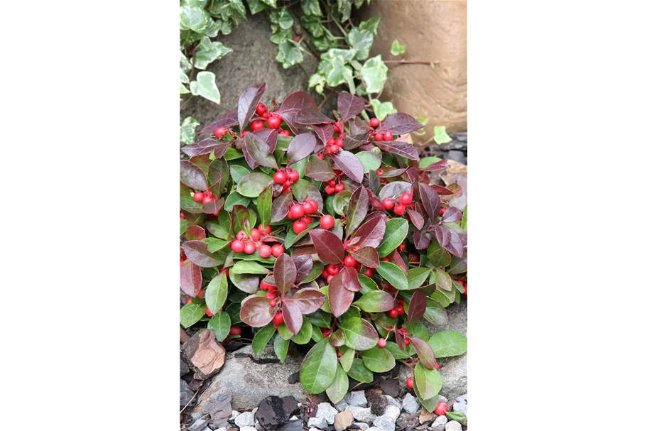 Gaultheria procumbens Topfgröße 0,5 Liter, Höhe 12-15cm