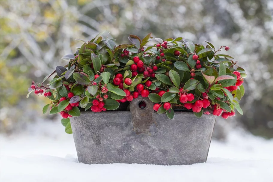 Gaultheria procumbens Topfgröße 0,5 Liter, Höhe 12-15cm