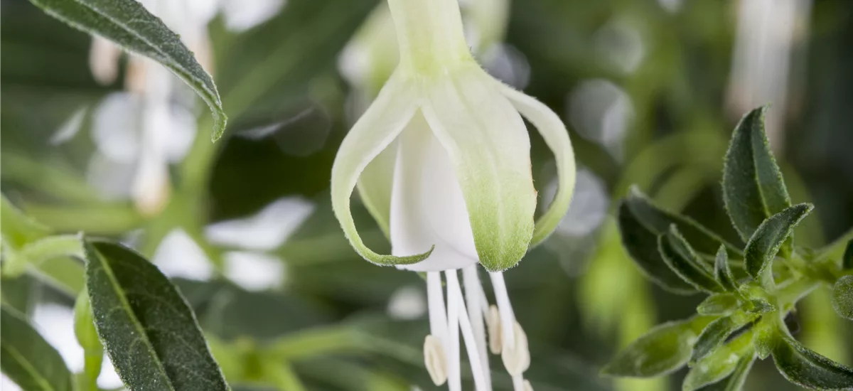 Fuchsia magellanica 'Hawkshead' Topfgröße 3,4 Liter