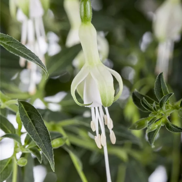 Fuchsia magellanica 'Hawkshead'