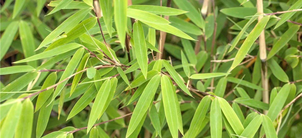 Fargesia nitida 'Volcano' Topfgröße 10 Liter