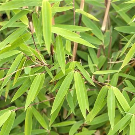 Fargesia nitida 'Volcano'