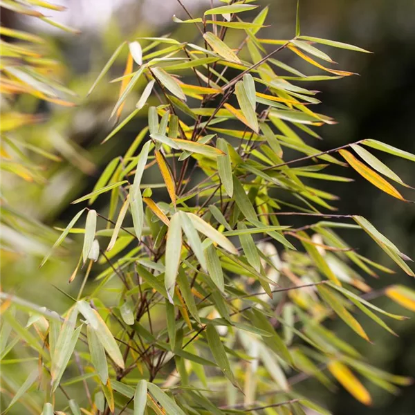 Fargesia nitida 'Jiuzhaigou 1'