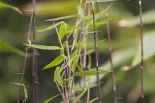 Fargesia nitida 'Jiuzhaigou 1' Topfgröße 7,5 Liter, Höhe 60-80cm