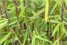 Fargesia nitida 'Jiuzhaigou 1' Topfgröße 7,5 Liter, Höhe 60-80cm