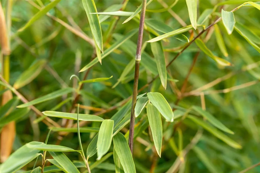 Fargesia nitida 'Jiuzhaigou 1' Topfgröße 7,5 Liter, Höhe 60-80cm