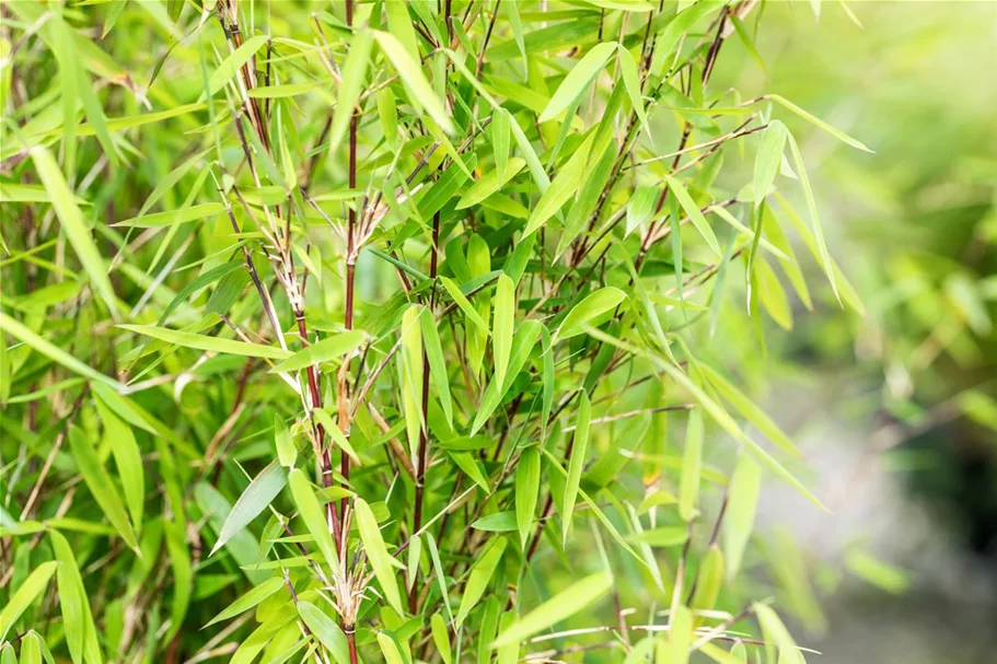 Fargesia nitida 'Jiuzhaigou 1' Topfgröße 7,5 Liter, Höhe 60-80cm