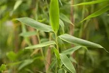 Fargesia murielae 'Simba' Topfgröße 5 Liter