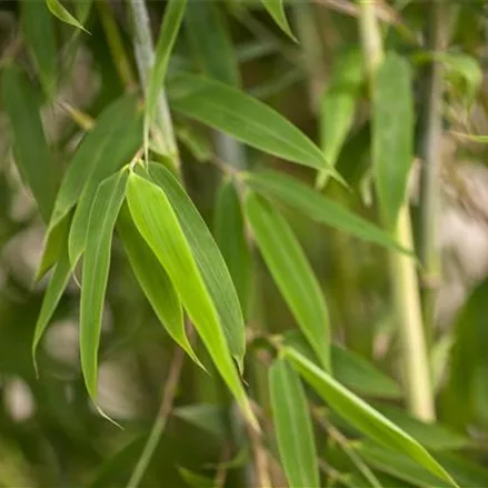 Fargesia murielae 'Maasai'®(S)