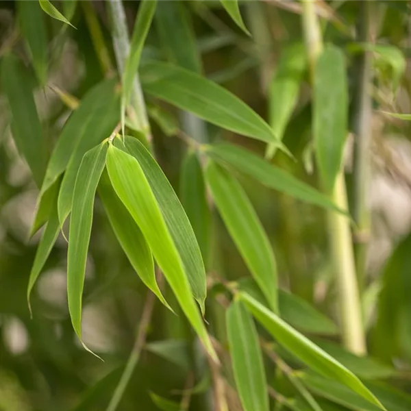 Fargesia murielae 'Maasai'®(S)