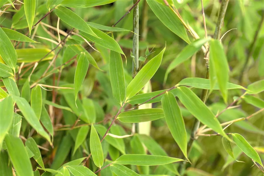 Fargesia murielae 'Maasai'®(S) Topfgröße 10 Liter, Höhe 80-100cm