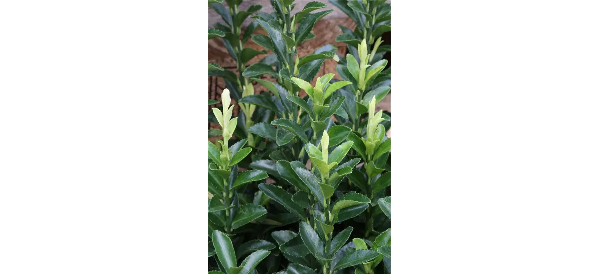 Euonymus japonicus 'Paloma Blanca'® Stammhöhe 50cm, Topfgröße 10 Liter