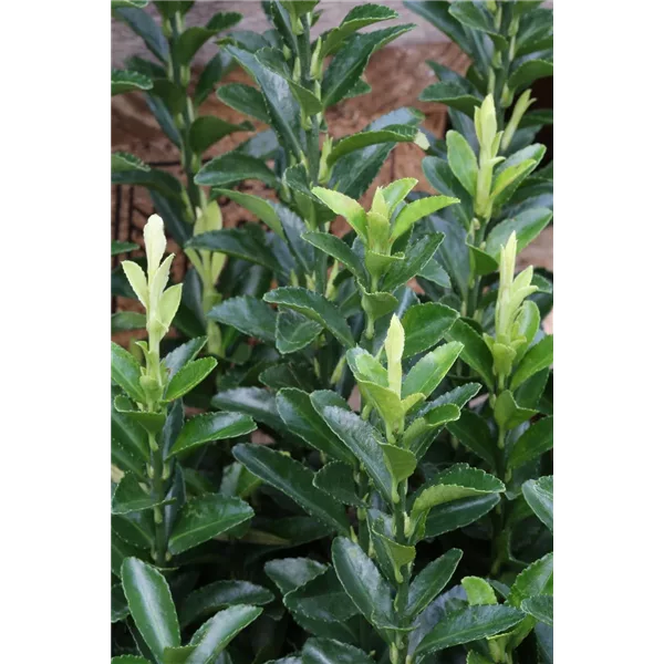 Euonymus japonicus 'Paloma Blanca'®