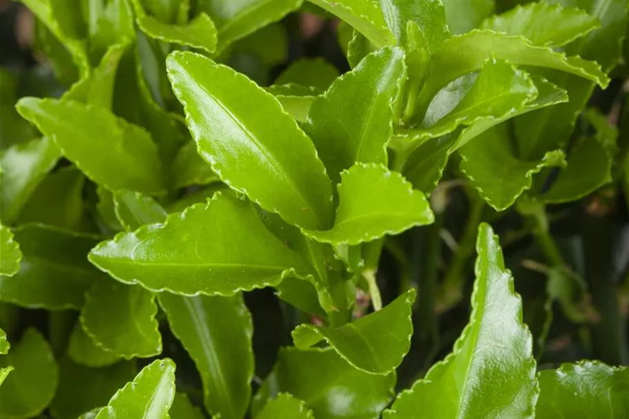 Euonymus japonicus 'Microphyllus' Topfgröße 2 Liter, Höhe 20-25cm