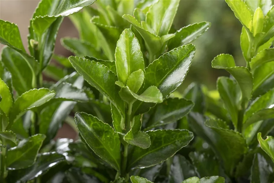 Euonymus japonicus 'Microphyllus' Topfgröße 2 Liter, Höhe 20-25cm