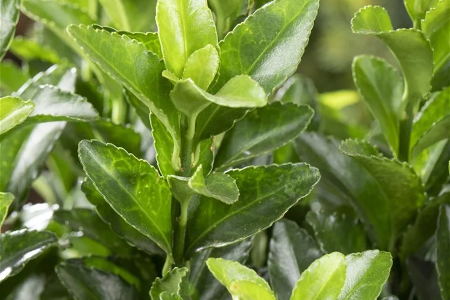 Euonymus japonicus 'Microphyllus' Topfgröße 2 Liter, Höhe 20-25cm