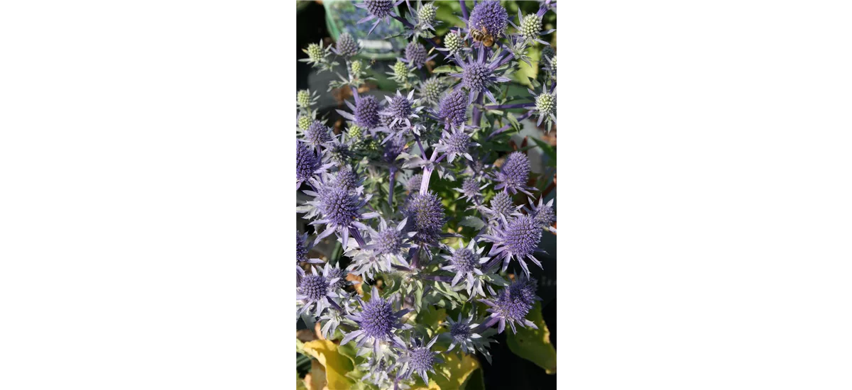 Eryngium planum 'Blue Hobbit' Topfgröße 1 Liter, 3 Stück