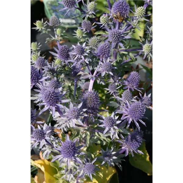 Eryngium planum 'Blue Hobbit'