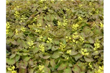 Epimedium perralchicum 'Frohnleiten' Topfgröße 1 Liter, 3 Stück