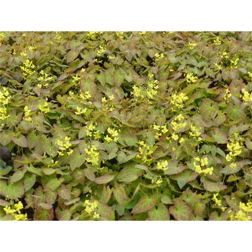 Epimedium perralchicum 'Frohnleiten'