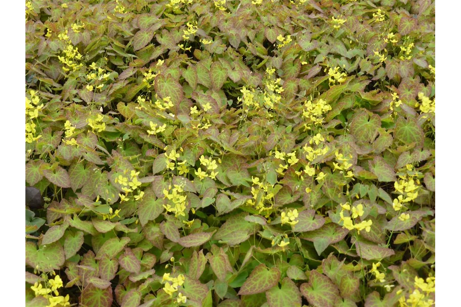 Epimedium perralchicum 'Frohnleiten' Topfgröße 1 Liter, 3 Stück