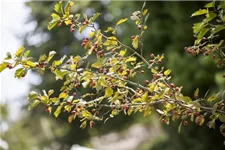 Crataegus monogyna Topfgröße 5 Liter, Höhe 40-60cm