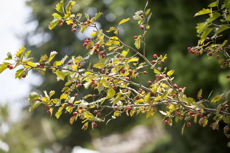 Crataegus monogyna Topfgröße 5 Liter, Höhe 40-60cm