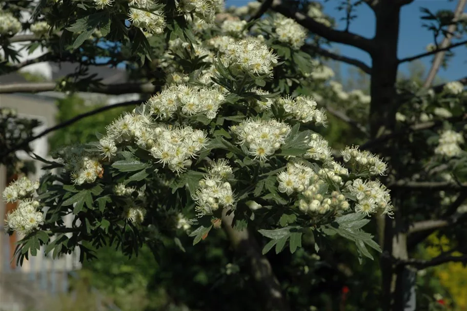 Crataegus monogyna Topfgröße 5 Liter, Höhe 40-60cm