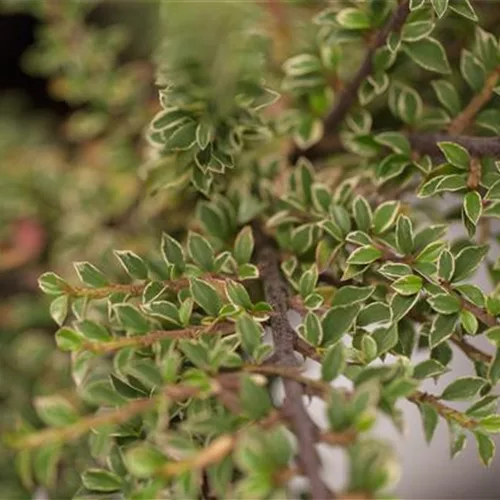 Cotoneaster horizontalis 'Variegata'