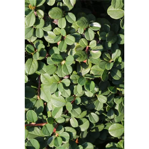 Cotoneaster dammeri 'Winterjuwel'