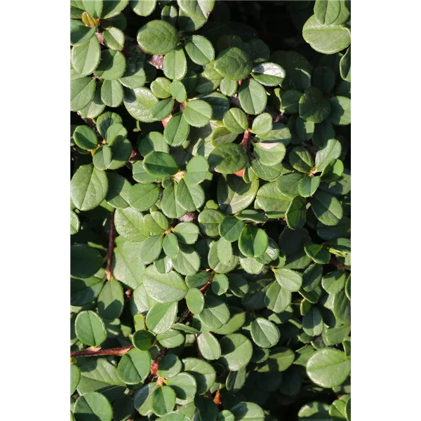 Cotoneaster dammeri 'Winterjuwel'