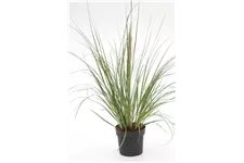 Cortaderia selloana 'Evita'® Topfgröße 10 Liter