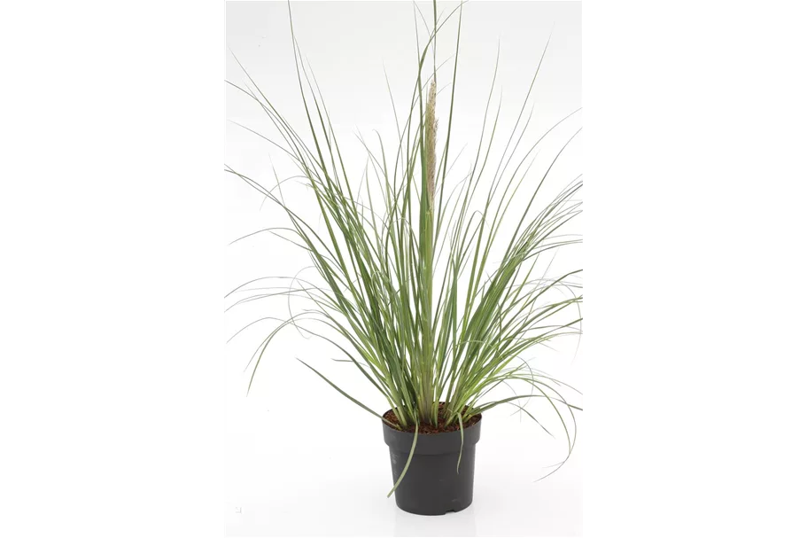 Cortaderia selloana 'Evita'® Topfgröße 10 Liter