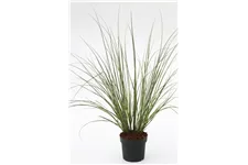 Cortaderia selloana 'Citaro' Topfgröße 10 Liter