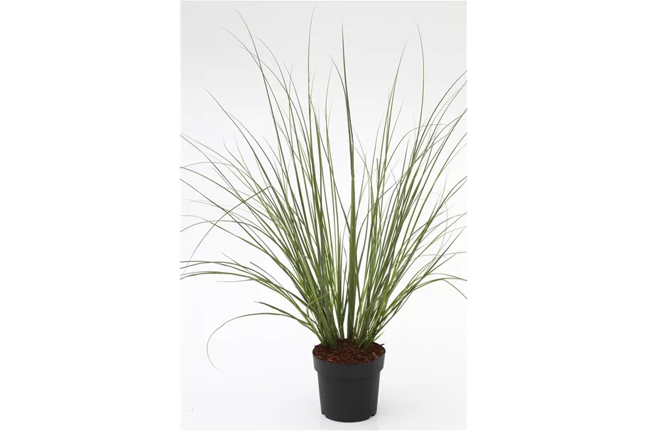 Cortaderia selloana 'Citaro' Topfgröße 10 Liter