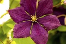 Clematis viticella 'Royal Velours' Topfgröße 2 Liter, Höhe 60-100cm