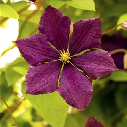 Clematis viticella 'Royal Velours'