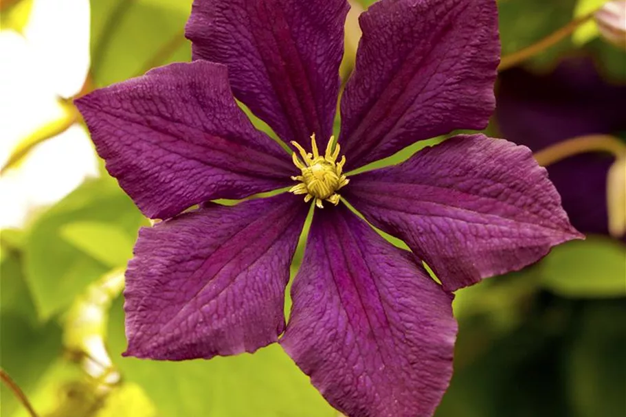 Clematis viticella 'Royal Velours' Topfgröße 2 Liter, Höhe 60-100cm