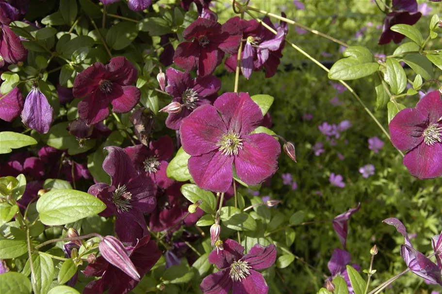 Clematis viticella 'Royal Velours' Topfgröße 2 Liter, Höhe 60-100cm