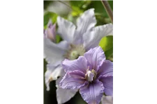 Clematis viticella 'Prince Charles' Topfgröße 2 Liter, Höhe 60-100cm