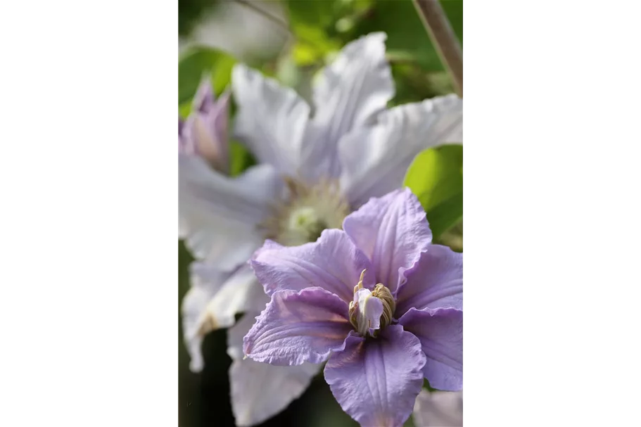 Clematis viticella 'Prince Charles' Topfgröße 2 Liter, Höhe 60-100cm