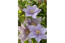 Clematis viticella 'Prince Charles' Topfgröße 2 Liter, Höhe 60-100cm