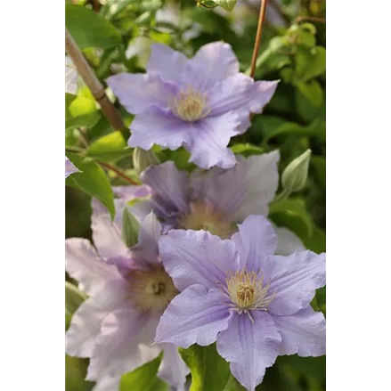 Clematis viticella 'Prince Charles'