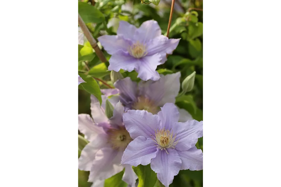 Clematis viticella 'Prince Charles' Topfgröße 2 Liter, Höhe 60-100cm