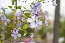 Clematis viticella 'Prince Charles' Topfgröße 2 Liter, Höhe 60-100cm