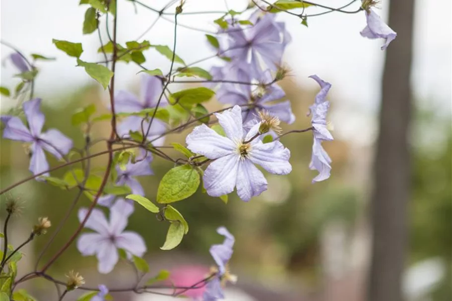 Clematis viticella 'Prince Charles' Topfgröße 2 Liter, Höhe 60-100cm