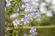 Clematis viticella 'Prince Charles' Topfgröße 2 Liter, Höhe 60-100cm