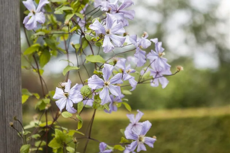 Clematis viticella 'Prince Charles' Topfgröße 2 Liter, Höhe 60-100cm