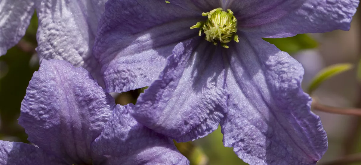 Clematis viticella 'Emilia Plater' Topfgröße 2 Liter, Höhe 60-100cm