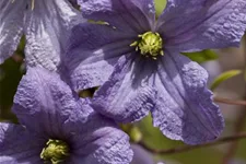 Clematis viticella 'Prince Charles' Topfgröße 2 Liter, Höhe 60-100cm